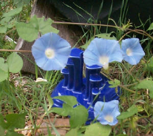 Wild Morning Glory