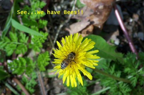 bees.jpg