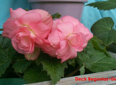begonias