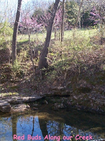 Red Buds Blooming along Creek