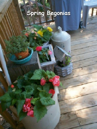 Spring Begonias on Deck