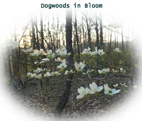 Dogwoods Blooming in Our Woods