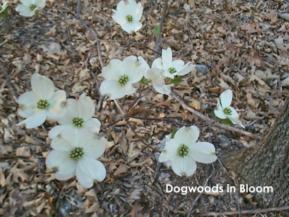 Dogwoods Blooming in Our Woods