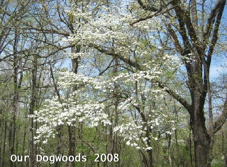 dogwoods08.jpg