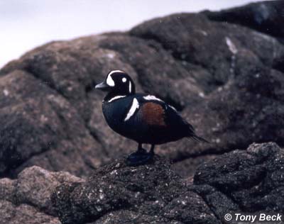 duckpicture.jpg