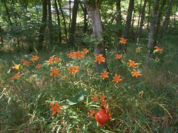 Wild Red Lilies