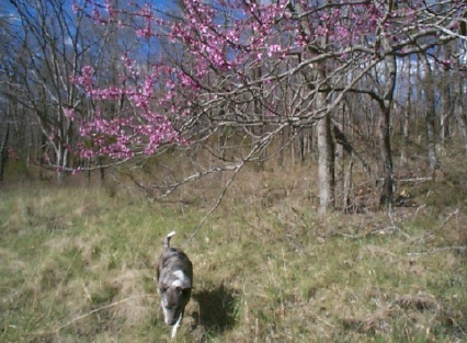 Red Buds Blooming in Woods