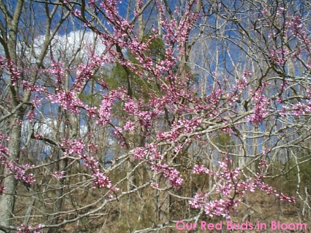Red Buds Blooming in Woods