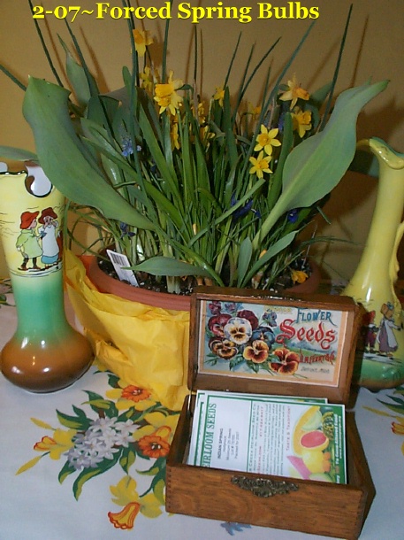 seedbxbulbs.jpg