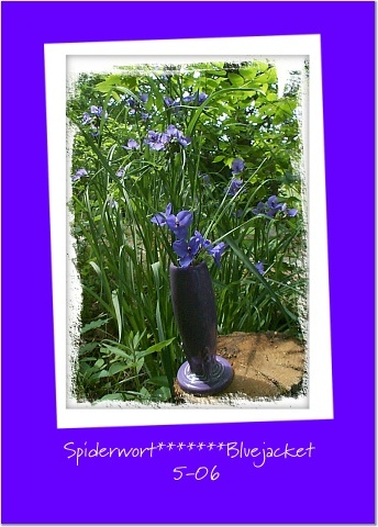 MO. Common Spiderwort