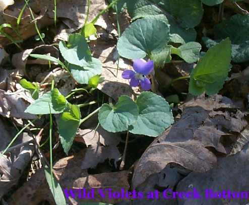 God's Blessings: FLOWERS