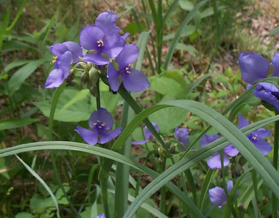 MO. Common Spiderwort