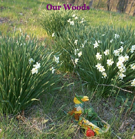 woods Bulbs